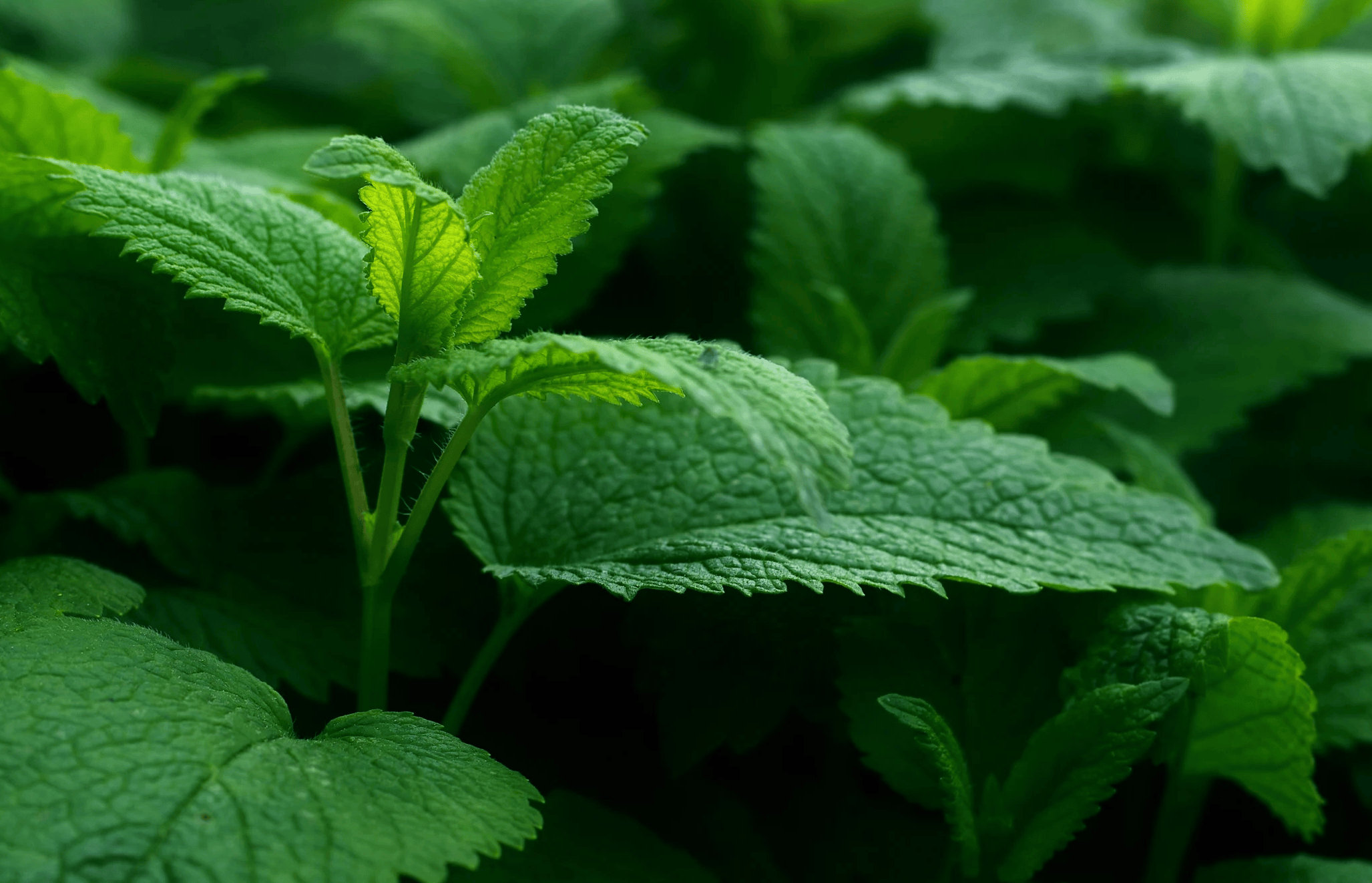 十二生肖运气最好的生肖(十二生肖运气最好的生肖排名)