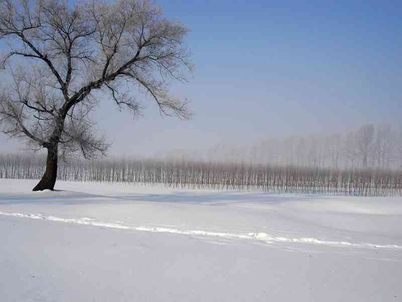 梦见下雪(梦见下雪了是什么征兆 男性)