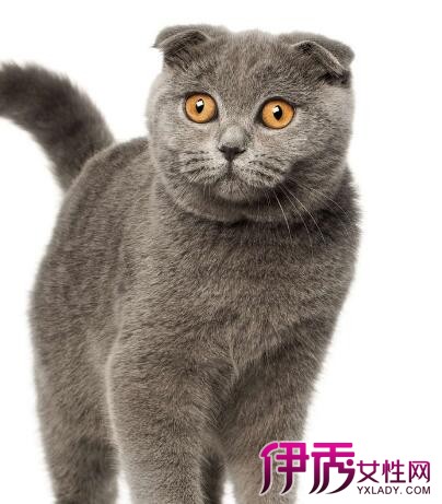 梦见猫是什么预兆女性(女人梦见猫是仙家托梦)