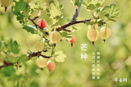 芒种是个吉利日子吗(芒种这个节日是什么意思)