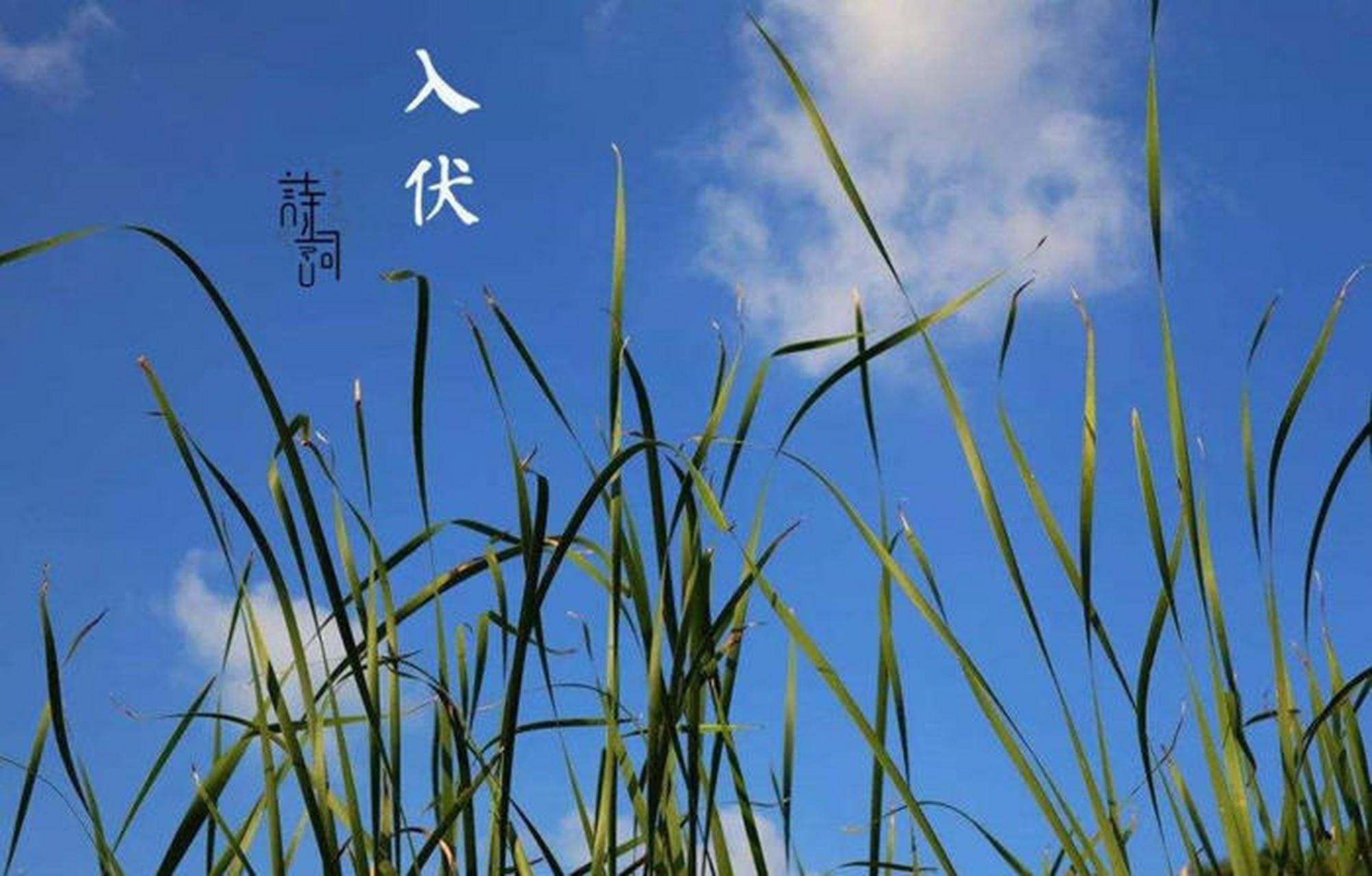 今天是头伏吗(今天是头伏吗2021)