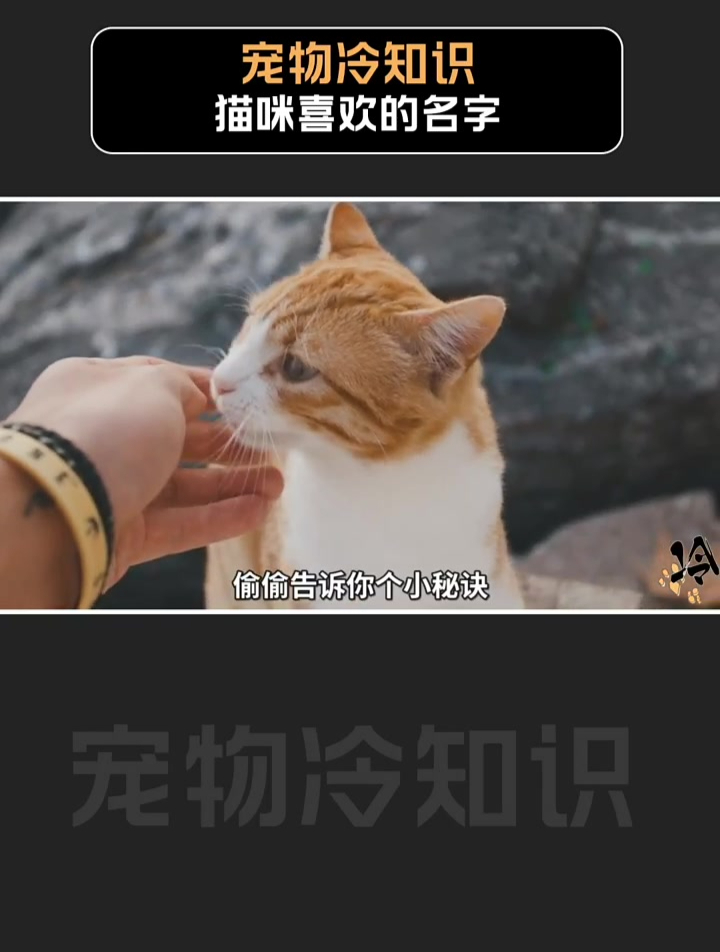 起名猫咪(起个猫咪名字高端大气上档次)