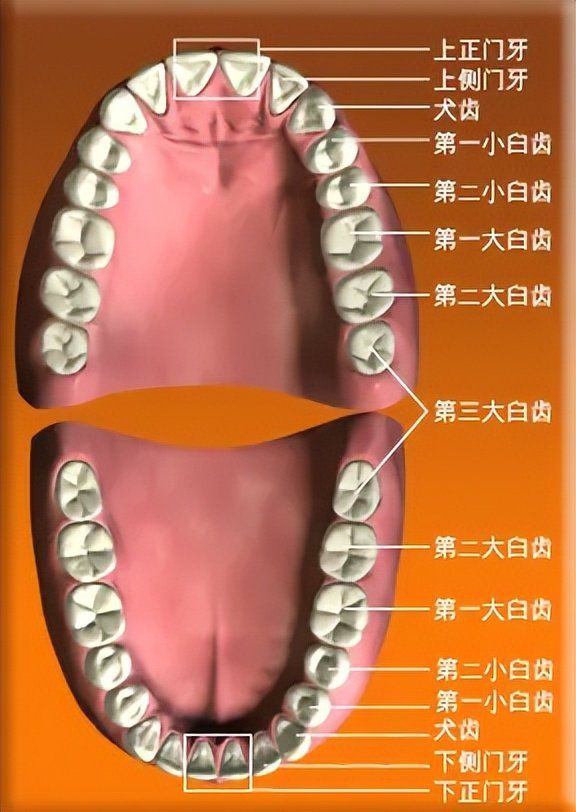 牙齿相学(牙齿相学面相)